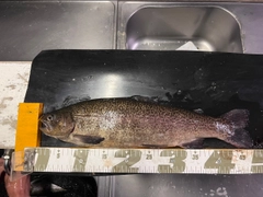 ニジマスの釣果
