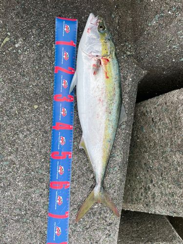 ハマチの釣果