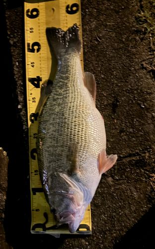 釣果