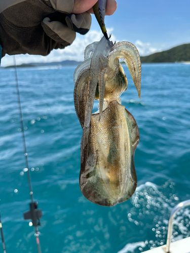 アオリイカの釣果