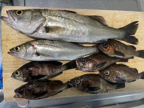 メバルの釣果