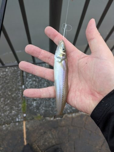 キスの釣果