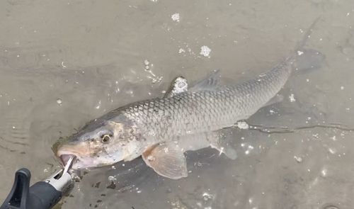 ニゴイの釣果