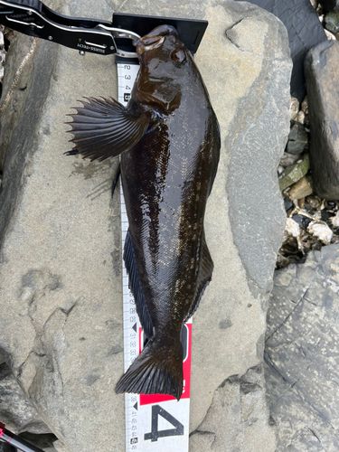 アイナメの釣果