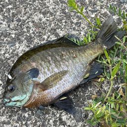 ブルーギル
