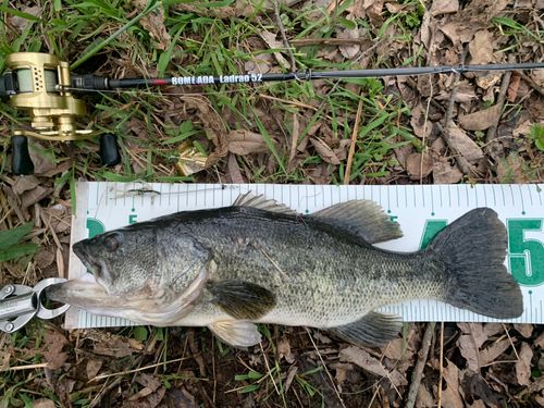 ブラックバスの釣果
