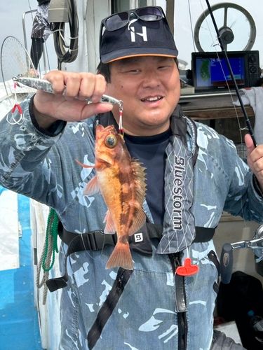 ウスメバルの釣果