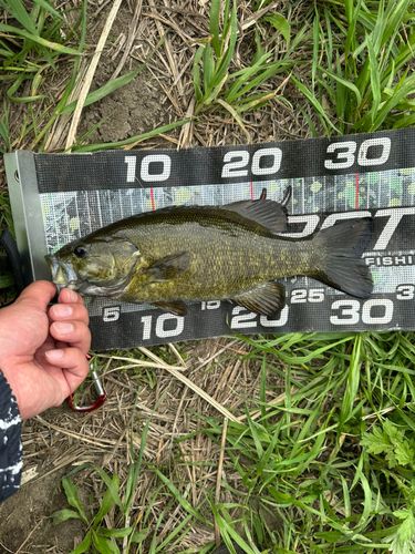 スモールマウスバスの釣果