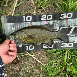 スモールマウスバス