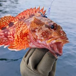 アラカブ