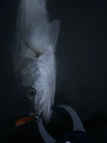 セイゴ（マルスズキ）の釣果