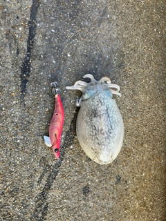 シリヤケイカの釣果