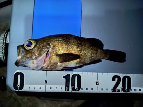 シロメバルの釣果
