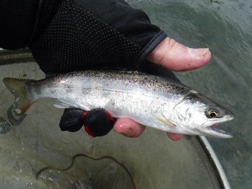 アマゴの釣果