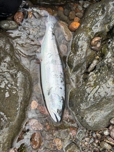 サクラマスの釣果