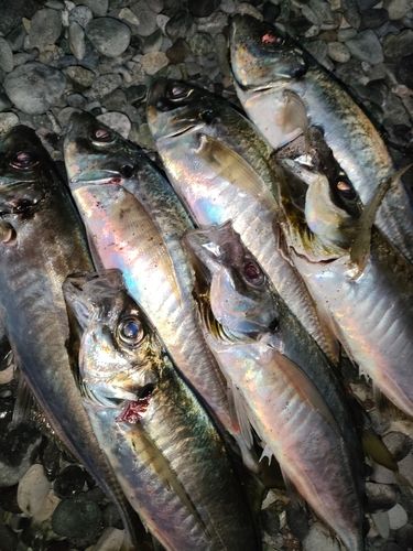 アジの釣果