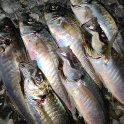 アジ