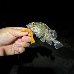 カサゴ