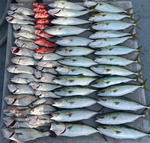 クログチの釣果