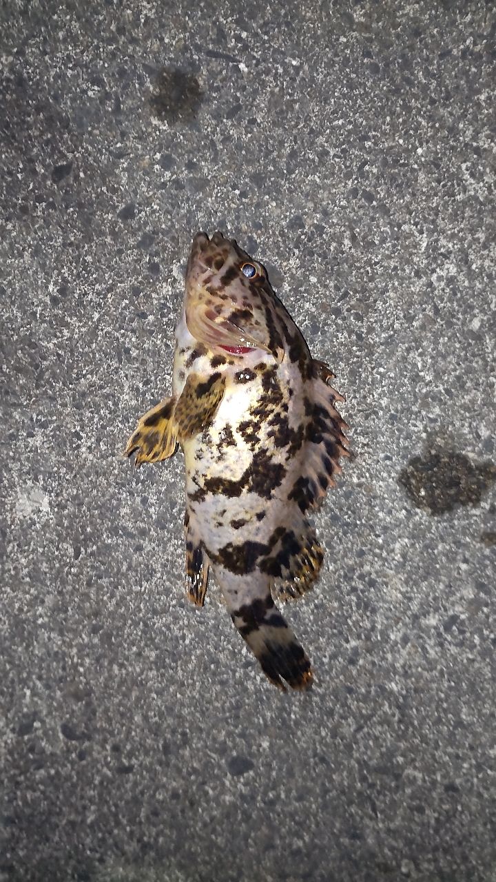 タケノコメバル