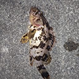 タケノコメバル