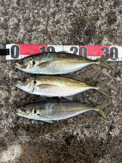 アジの釣果