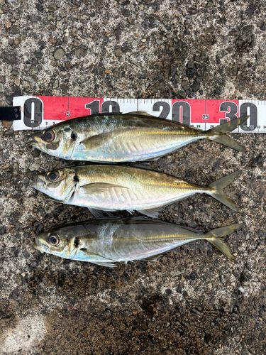 アジの釣果