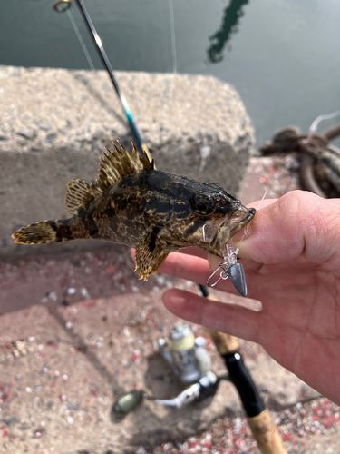 タケノコメバルの釣果