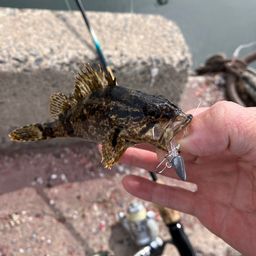 タケノコメバル