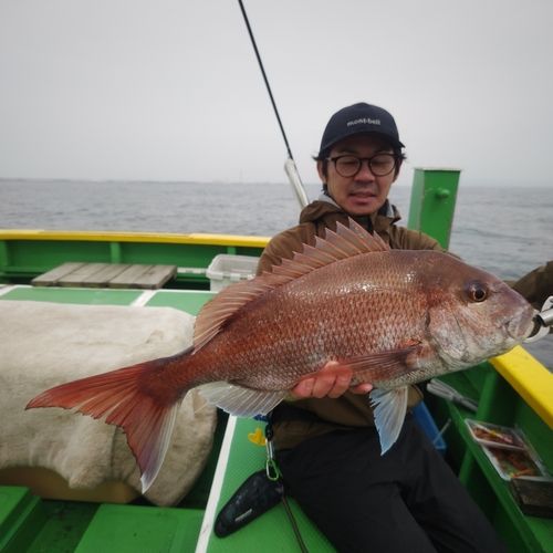 マダイの釣果