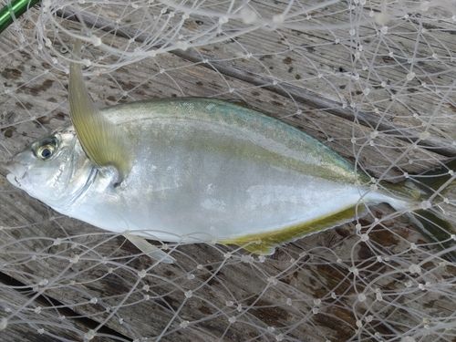 シマアジの釣果
