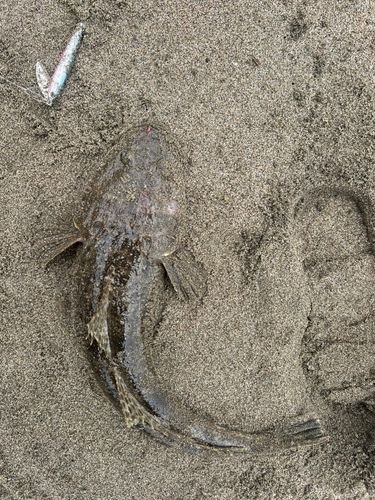 マゴチの釣果