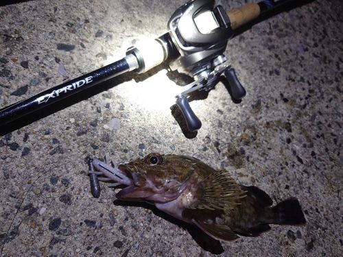 カサゴの釣果