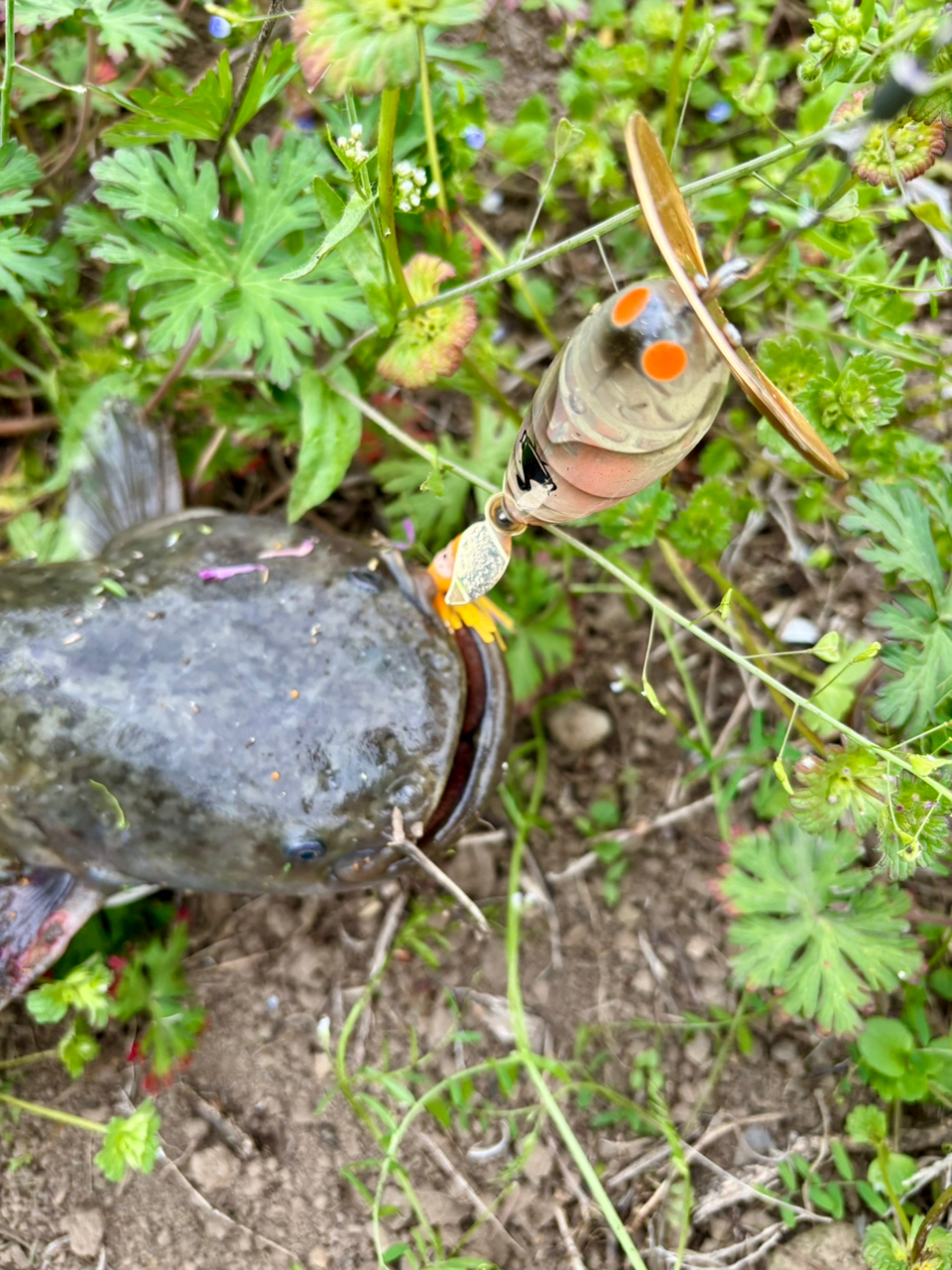 AbuGarcia クロスフィールド XRFC-702Mの最安値・インプレ・釣果 AbuGarcia クロスフィールド XRFC-702Mの最安値・インプレ・釣果