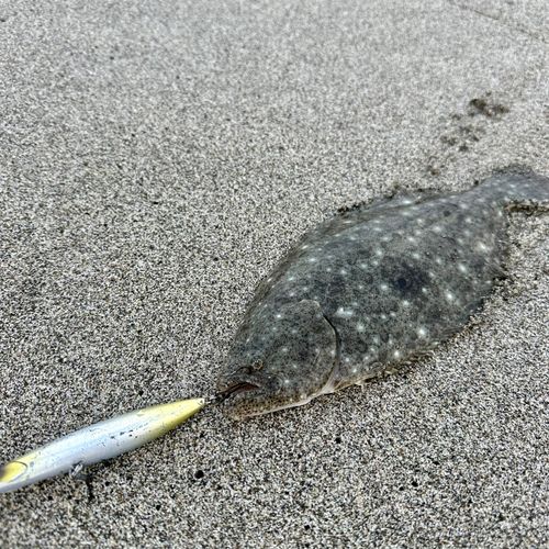 ソゲの釣果