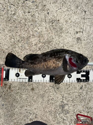 クロソイの釣果