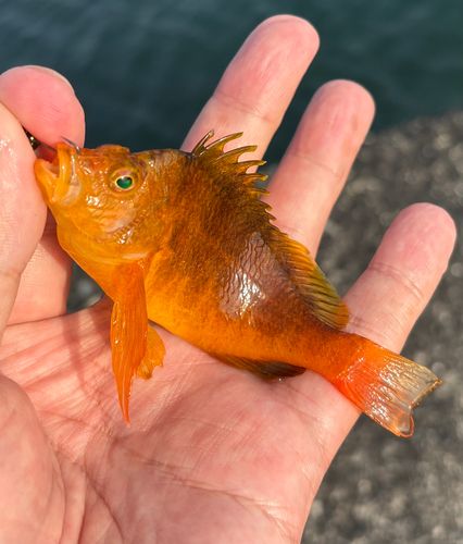 オキゴンベの釣果