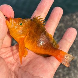 オキゴンベ