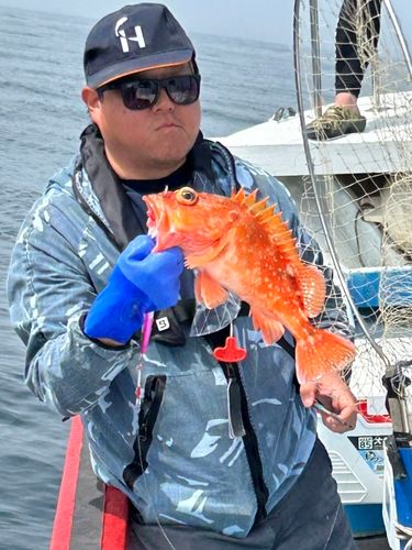 ウッカリカサゴの釣果