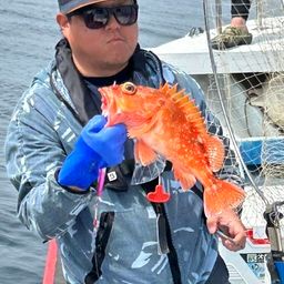 ウッカリカサゴ