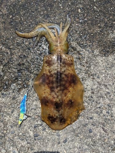 アオリイカの釣果