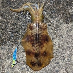アオリイカ