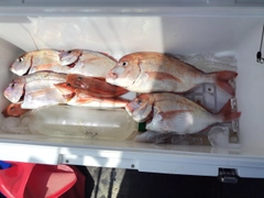 チダイの釣果
