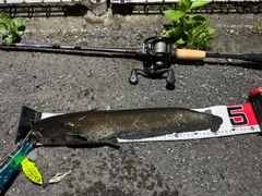 ナマズの釣果