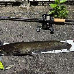 ナマズ