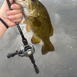 スモールマウスバス