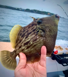 カワハギの釣果