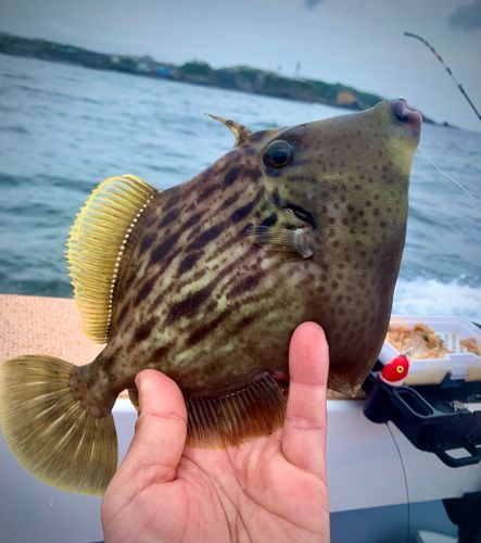 カワハギの釣果