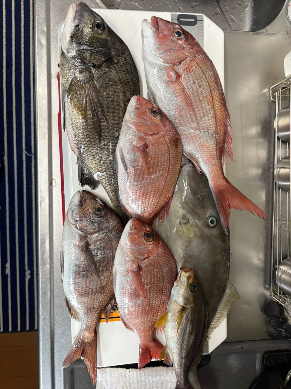 Taa maさんの釣果 1枚目の画像