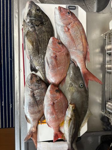 マダイの釣果